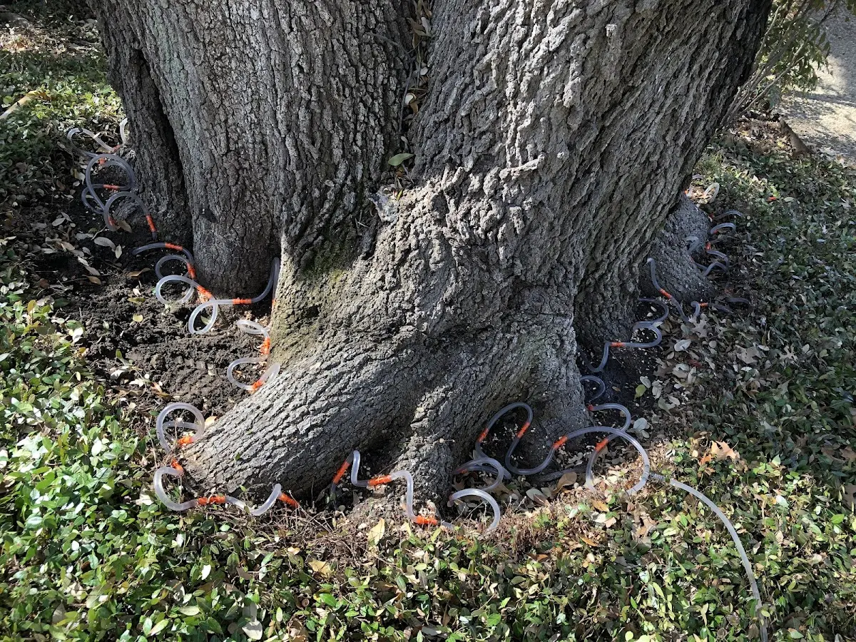 Detailed Tree Cabling and Bracing job site in Newfoundland